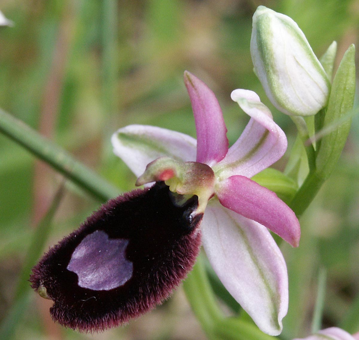 Blüte von oben